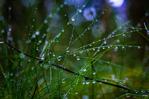 Closeup of grass with droplets of water after rain