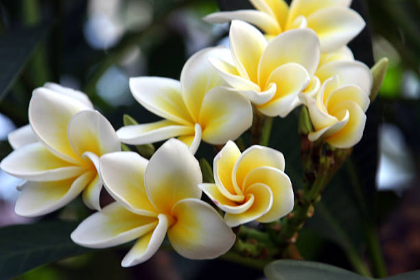 Frangipani stock photo