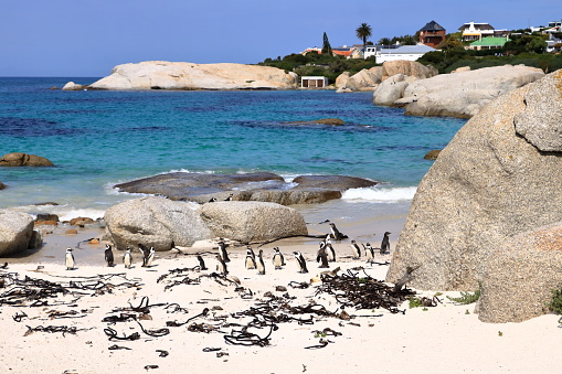 September 25 2022 - Boulders Beach penguin cottage, Cape Town in South Africa: Black footed penguin reserve