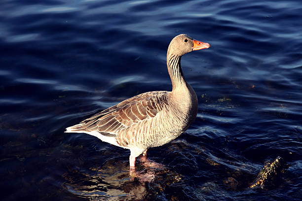 Goose stock photo