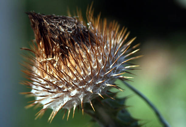 Thistle Sead Head stock photo