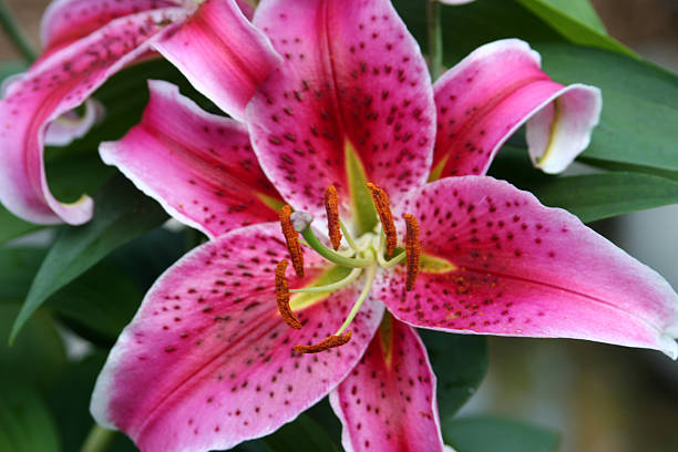 Hawaiian Lily stock photo