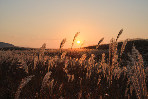 The vast grass field is located on Soni plateau. Nara prefecture, Japan