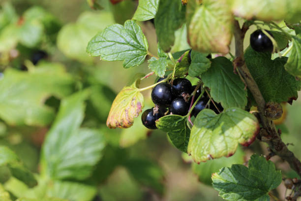 istock Blackcurrant fruits on a bush in close up 1441894571