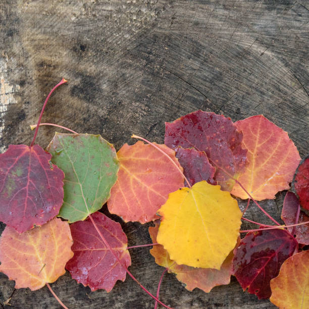 istock Colorful black poplar leaves 1441895730
