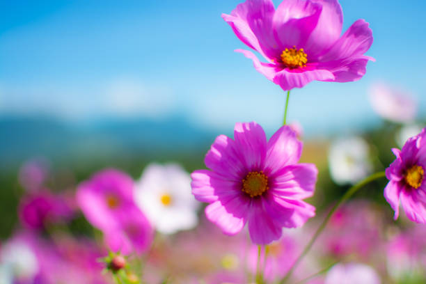 istock Soft focus pink cosmos flower 1441895853