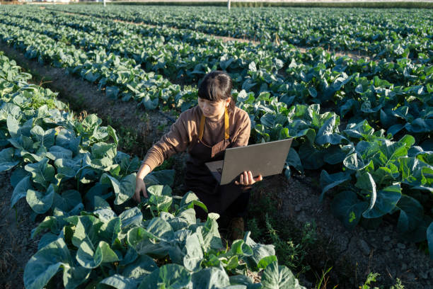 istock Female farmer in the vegetable garden 1441896117