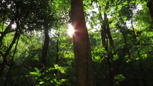 low angle view of rainforest with sunbeam