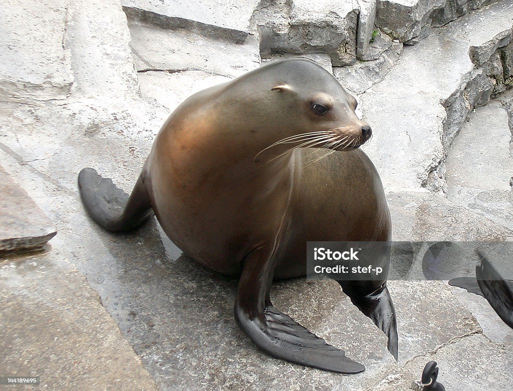 seal on a rock seal on a rock in the zoo Stuttgart Zoo Wilhelma Stock Photo