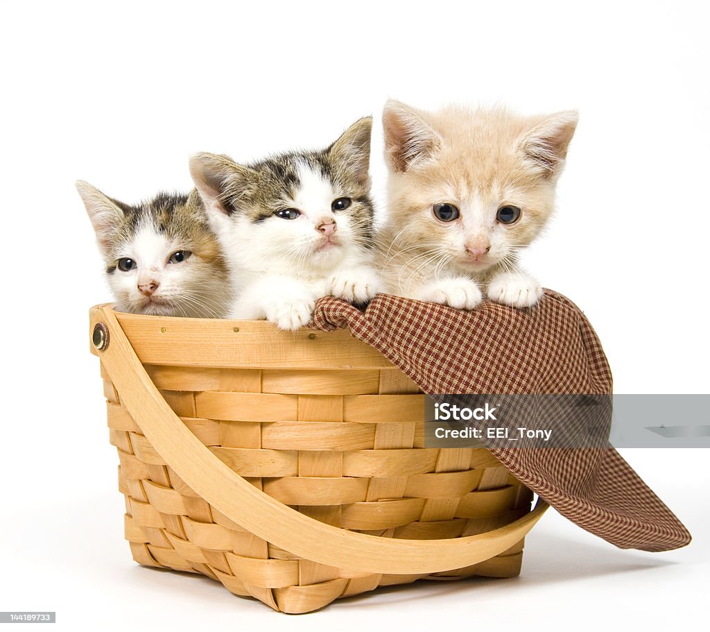 Trois chatons dans le panier - Photo de Amitié libre de droits