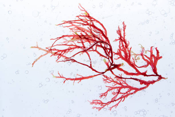 Red algae and air bubbles in the water Red algae branch and air bubbles in the water. red algae stock pictures, royalty-free photos & images