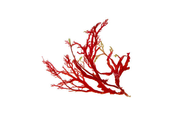 Red seaweed branch isolated on white Red seaweed or algae branch isolated on white. red algae stock pictures, royalty-free photos & images