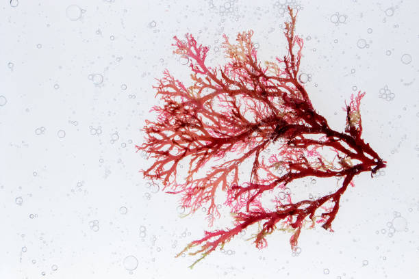 Red algae and air bubbles in the water Red algae branch and air bubbles in the water. Skin care investigation concept. Spa wrapping ingredient. red algae stock pictures, royalty-free photos & images