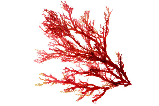 Red algae branch isolated on white Red algae or seaweed branch isolated on white red algae stock pictures, royalty-free photos & images