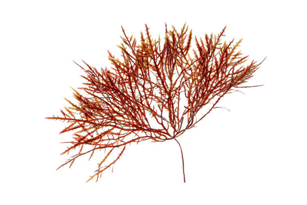 Red algae or Rhodophyta isolated on white Red algae or Rhodophyta branch isolated on white. red algae stock pictures, royalty-free photos & images