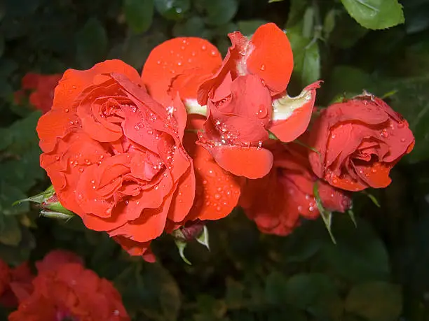 Red roses after rain.