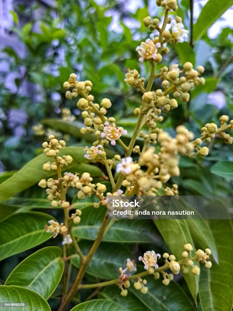 longan flower is blooming and showing its beauty Agriculture Stock Photo