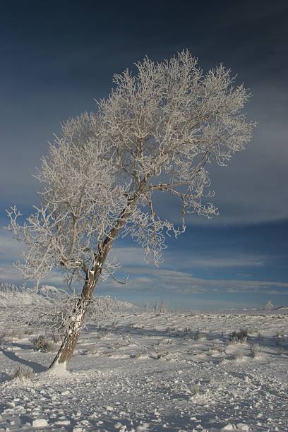 Frosty Cottonwood Tree stock photo