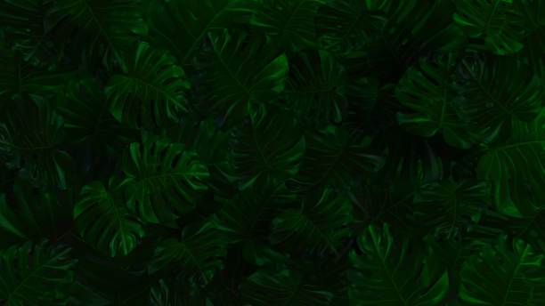 istock Tropical leaf, abstract green leaf texture, nature background. Monstera Philodendron leaves - tropical forest plant. 1441898726