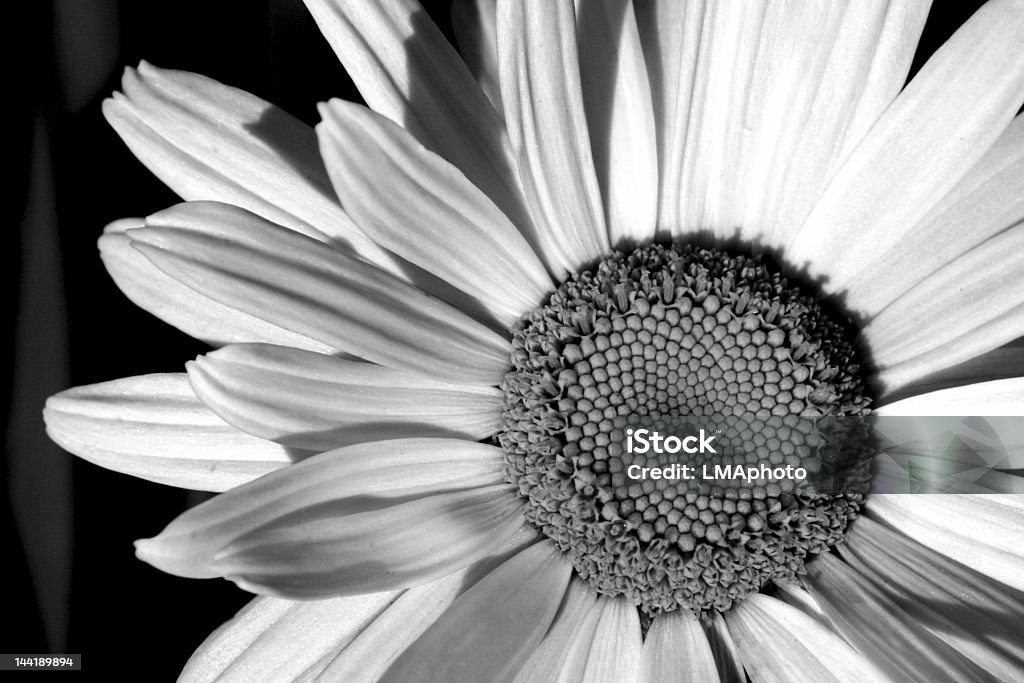 Schwarze und weiße Daisy - Lizenzfrei Blume Stock-Foto