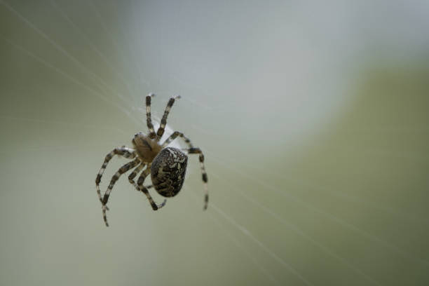 istock Cross spider in a spider web, lurking for prey. Blurred background 1441898956