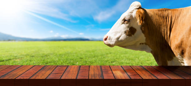istock Empty Wooden Table and a Dairy Cow on a Countryside Landscape 1441899122