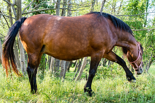 Brown Horse Enjoy in the Spring Green Grass