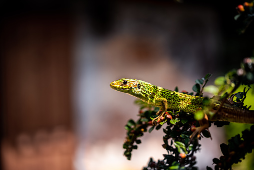 This is a Chameleon.\nThe chameleon's skin replicates the pattern of its surroundings.\nTrue chameleons are found only in the tropical forests and jungles,and nearly half of its species live on the African island of Madagascar.Now seems to be everywhere.