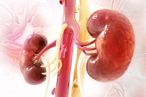 istock Kidneys human renal realistic 3d illustration 1441900542