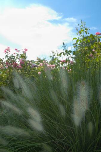 An upward angled shot of a summer garden with grasses and roses; room for copy