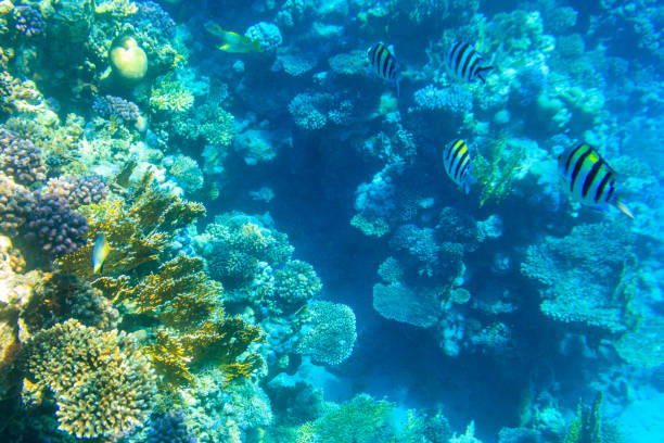 Indo-Pacific sergeant (Abudefduf vaigiensis), also  known as the Sergeant major on coral reef in the Red sea. School of fish undersea