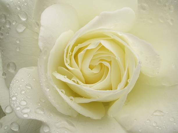 istock White Rose - After the Morning Rain 144190197