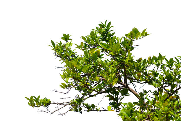 istock green bush isolated on white background.green bush isolated on white background. 1441901991