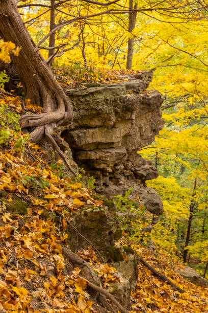 istock Rocky Hillside In The Woods In Autumn 1441902142