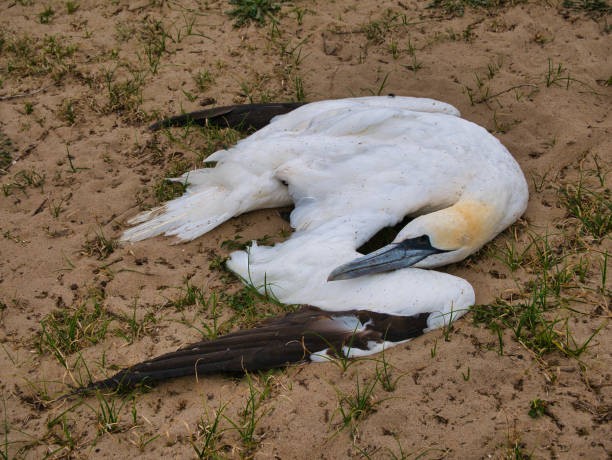 um ganso adulto morto em uma praia em norfolk, inglaterra. possivelmente uma vítima da gripe aviária. - wild birds - fotografias e filmes do acervo