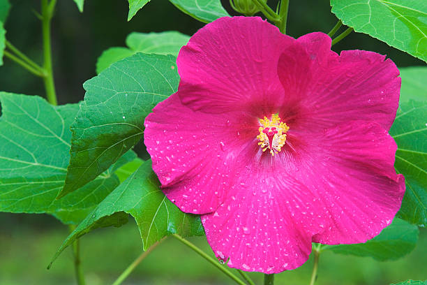 Hibiscus de plantes et de fleurs - Photo