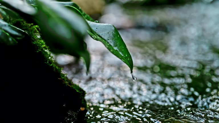 SUPER SLO MO Droplet drips off a green leaf into the stream