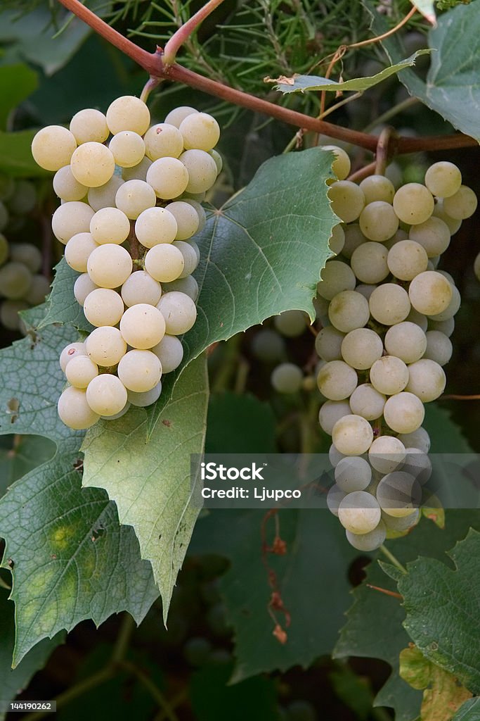 Weiße Trauben in einem Weingut - Lizenzfrei Agrarbetrieb Stock-Foto