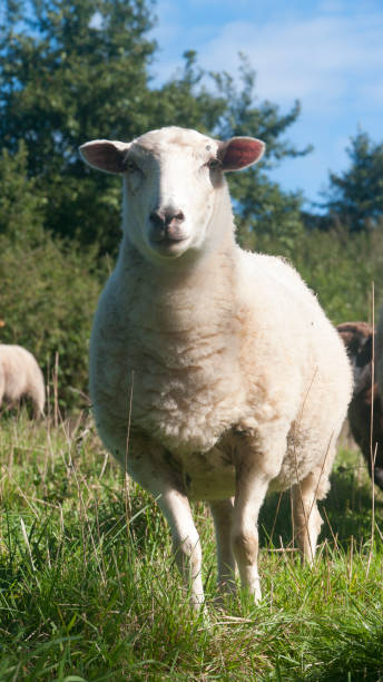 istock White sheep in a green field 1441902993