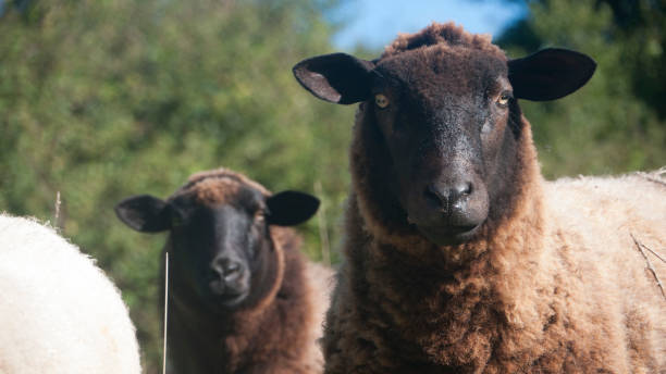istock Brown sheep in a green field 1441903172