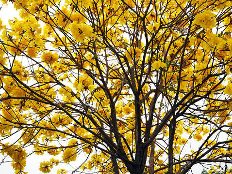 A golden trumpet tree (alias Handroanthus chrysotrichus) blooming in nature.