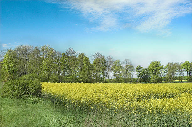 campo de aceite de colza plantas 3 - fossil fuel biology oilseed rape agriculture fotografías e imágenes de stock