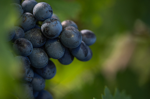 Branch of red wine grapes in the vineyard