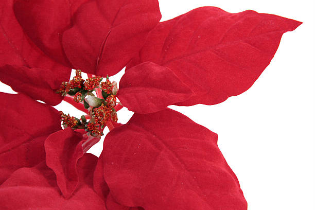istock Poinsettia leaves 144190342