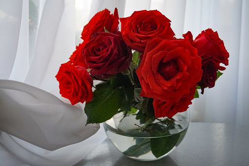 Bouquet of bright red roses in a transparent vase on a background of white curtains