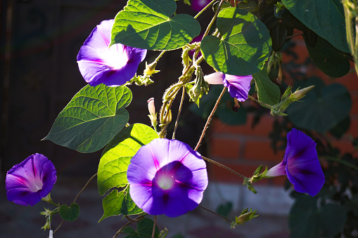Ipomoea flowers and leaves illuminated by the morning sun, close-up