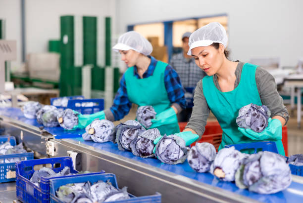 istock Women standing at conveyor and sorting red cabbage 1441904060