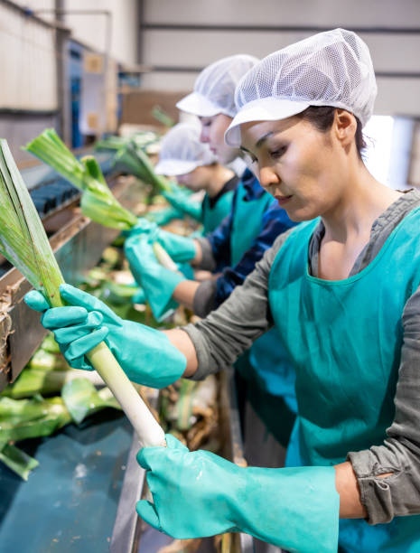 une femme trie du poireau frais dans une usine de légumes - manufacturing occupation photos et images de collection