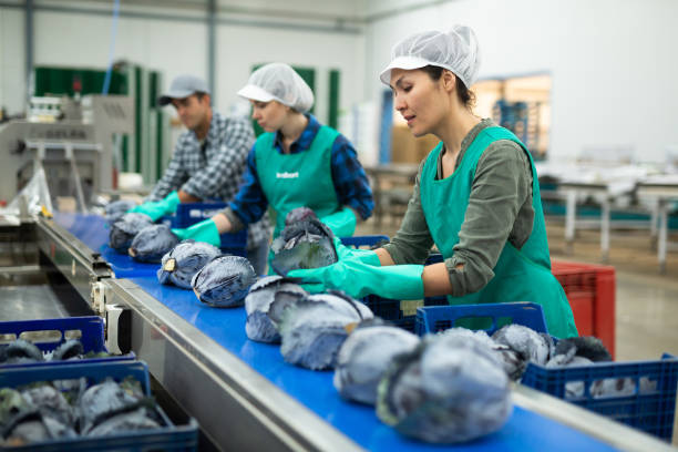 istock Smiling asian workwoman sorting red cabbages in vegetable factory 1441904119