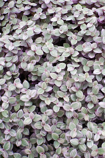 Callisia repens, a creeping succulent plant also known as turtle vine or inch-plant